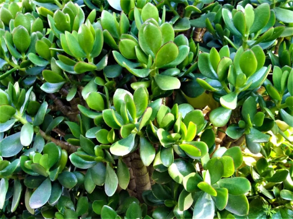 ブログ開設から2週間。AdSense審査と収益化準備の進捗レポート